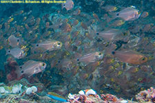 cardinalfish