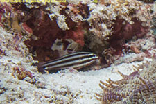 cardinalfish