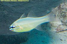 cardinalfish