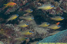 cardinalfish