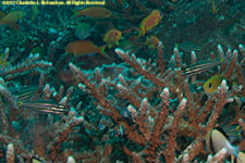 cardinalfish