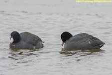 coots