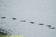 coot footprints