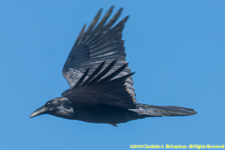 in flight