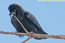 biting a branch