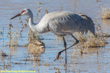 crane in water