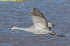 flying crane