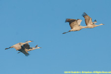 cranes in flight