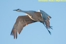 crane in flight