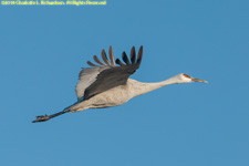 crane in flight