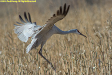 crane landing