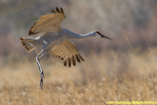 crane landing