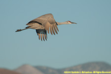 crane in flight