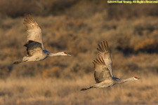 cranes in flight