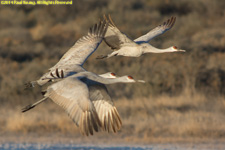 cranes in flight