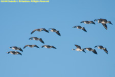 Canada geese in flight