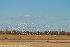 snow geese flock