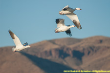 snow geese