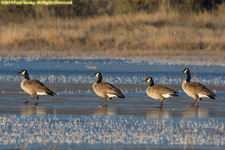 Canada geese