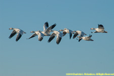 snow geese