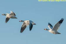 snow geese