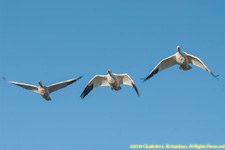 snow geese