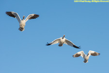 snow geese