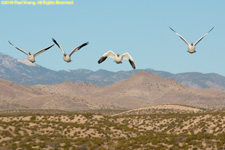 snow geese