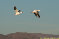 snow geese