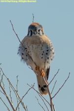 kestrel