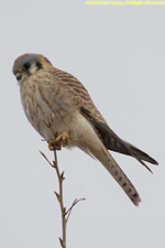 kestrel