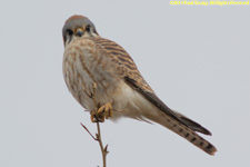 kestrel