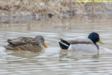 female and male