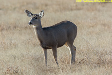 mule deer