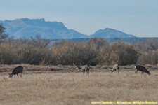 mule deer