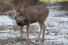 mule deer