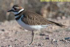 killdeer