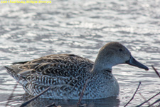 female