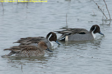 two males and a female