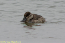 ruddy duck