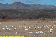 geese and cranes in field