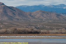 geese and mountains