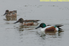 shovelers