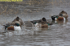 shovelers