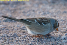 white-throated sparrow