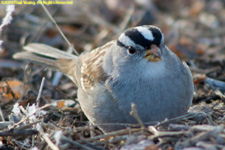 white-crowned sparrow