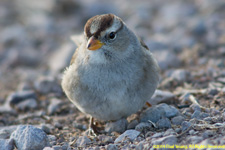 white-throated sparrow