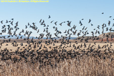 flock taking off