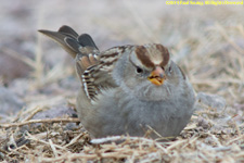 white-throated sparrow