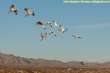 geese and cranes